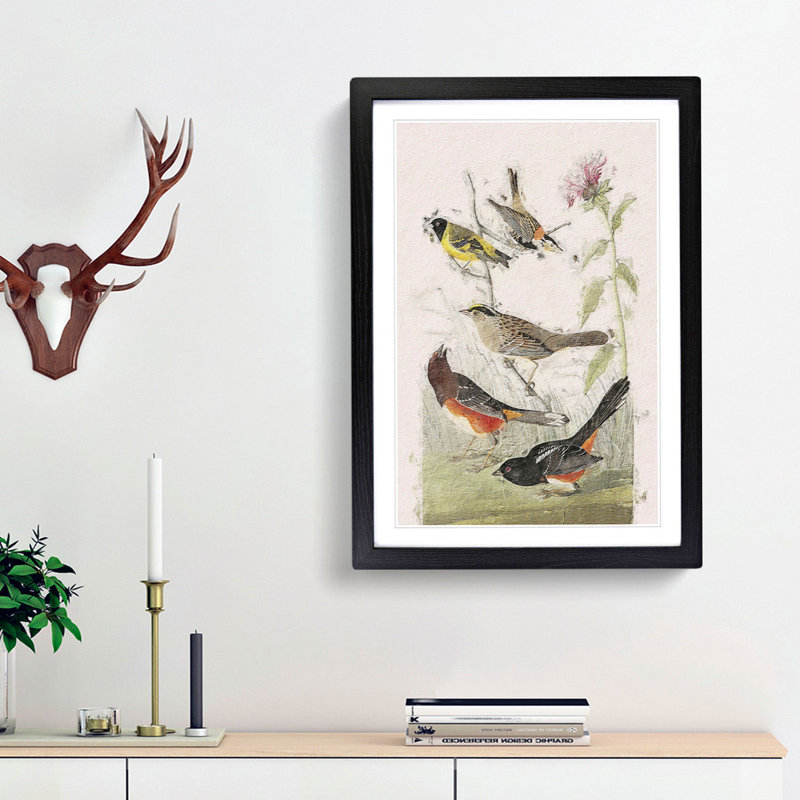 A Selection of Birds by John Audubon - Picture Frame Painting Print on Paper, Black Framed, 33cm H x 24cm W x 2cm D