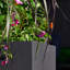 Argentine Trough Planter-94137285