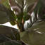 17'' Faux Plant in Pot-1459977081