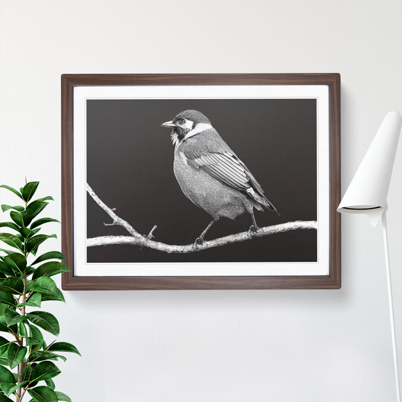 Attractive Bird - Single Picture Frame Print, 34cm H x 46cm W x 2cm D, Walnut