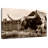 Brampt Sepia Longhorn-107708122