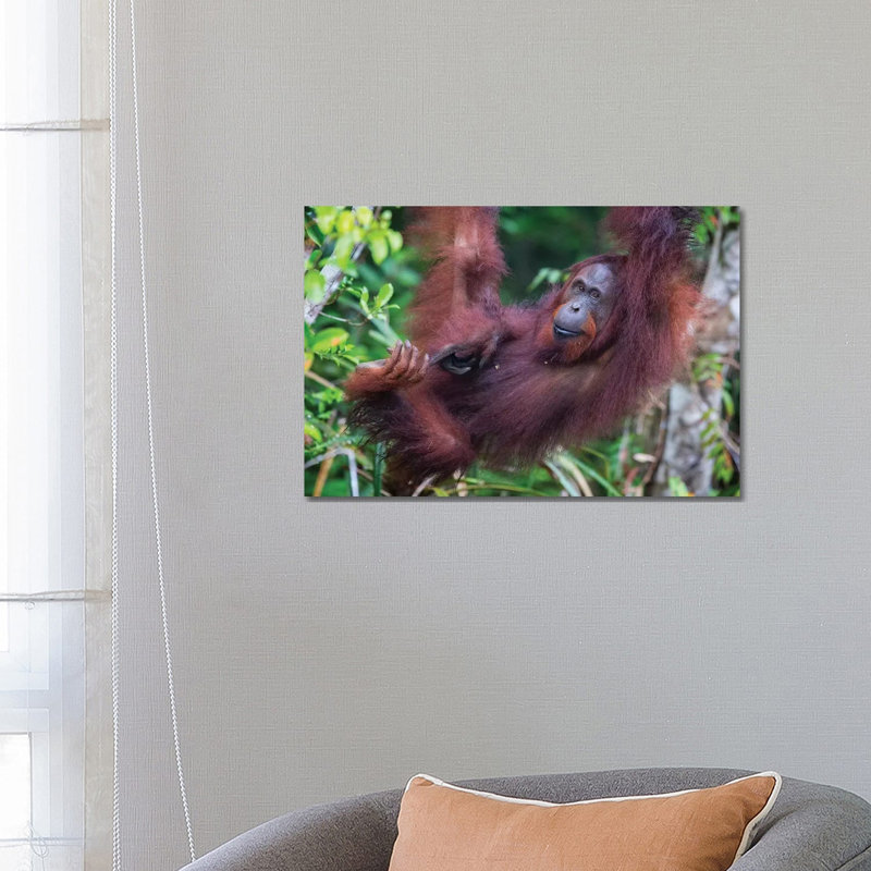 Orangutan Hanging Out Borneo by Mogens Trolle - Wrapped Canvas Print, 66.04 cm H x 45.72 cm W x 1.91 cm D