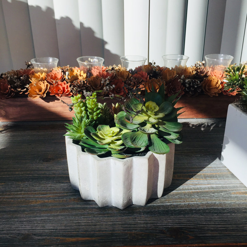 Plante grasse dans un pot à fleurs