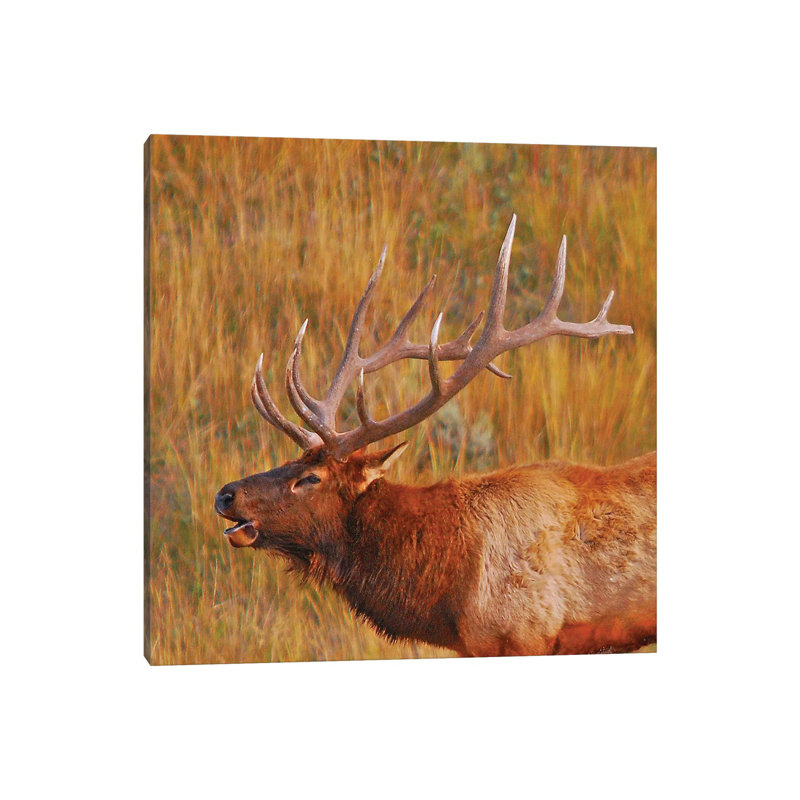 Bugling Elk by Brian Wolf - Wrapped Canvas Print