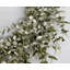 24" Spring Eucalyptus Front Door Wreath