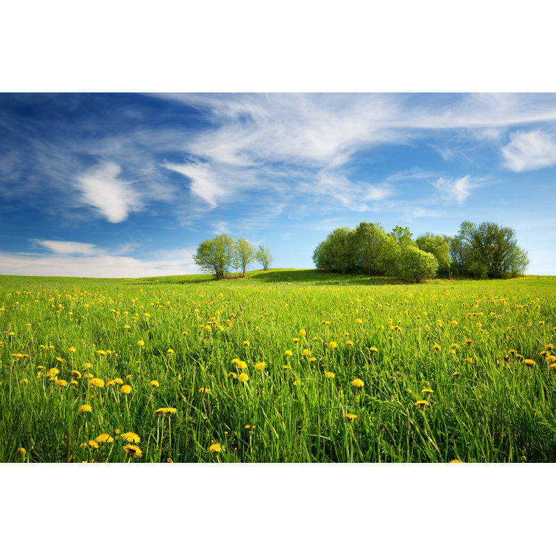 Knowland Field With Dandelions - Wrapped Canvas Print, 51cm H x 76cm W x 3.8cm D