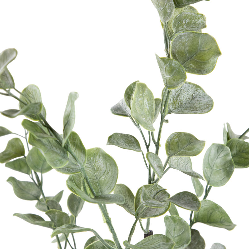 53 plantes
