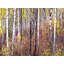 Swan Valley Autumn Portrait #2 Print by Bruce Heinemann-92904033-92904041-132862518