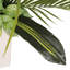 Plante de 72 po