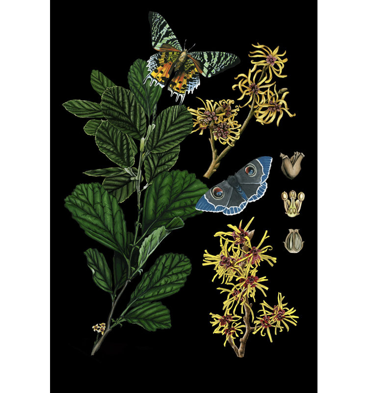 Tableau «Botany Witch Hazel» par Naomi McCavitt - peinture à cadre flottant, H 36 po x l 26 po