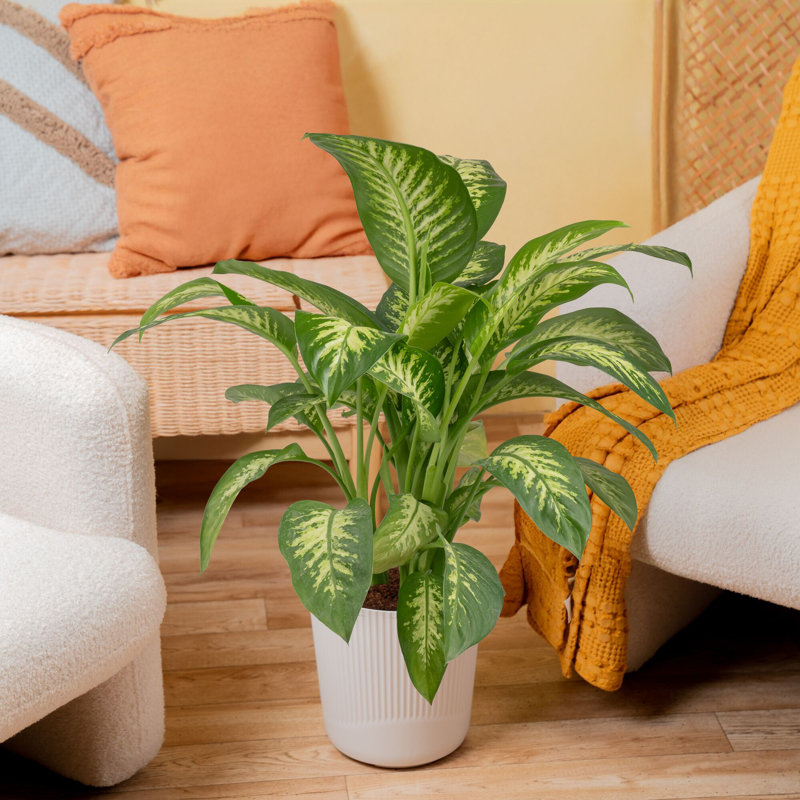 Dumb Cane in Décor Planter