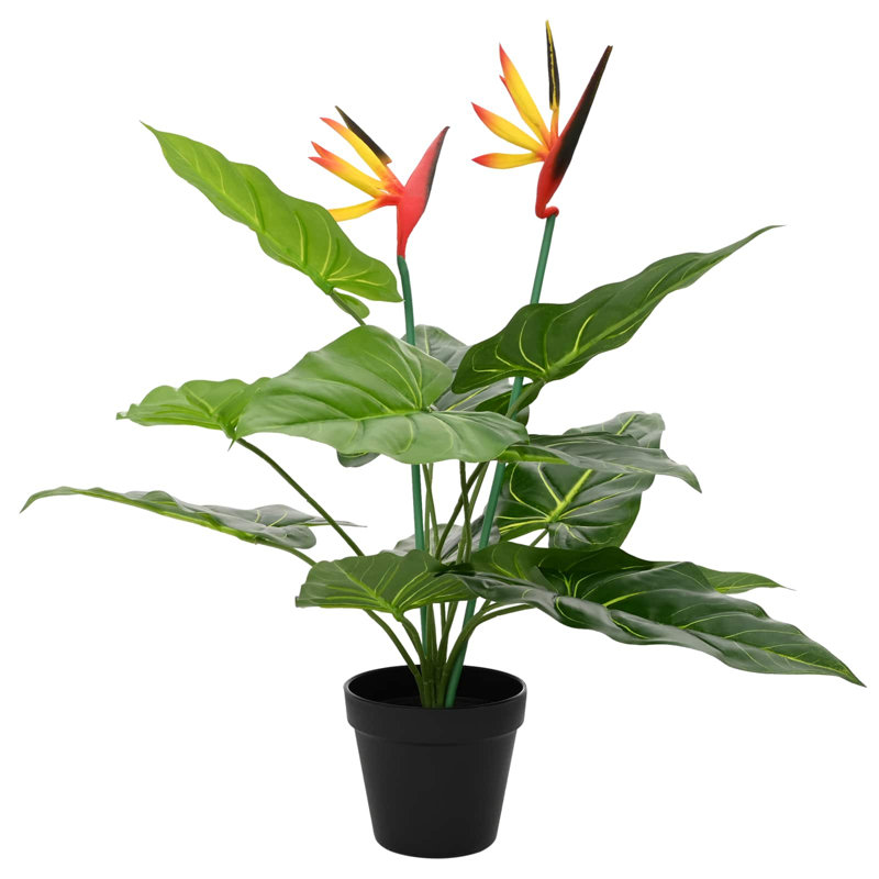 Plant, 55cm H x 65cm W x 13cm D