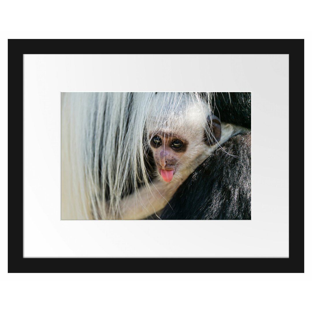 Gerahmtes Poster Kleines Colobus-Äffchen