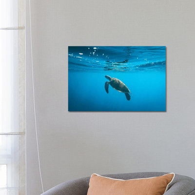 Underwater Turtle Near Surface by James Vodicka - Wrapped Canvas Gallery-Wrapped Canvas Giclée