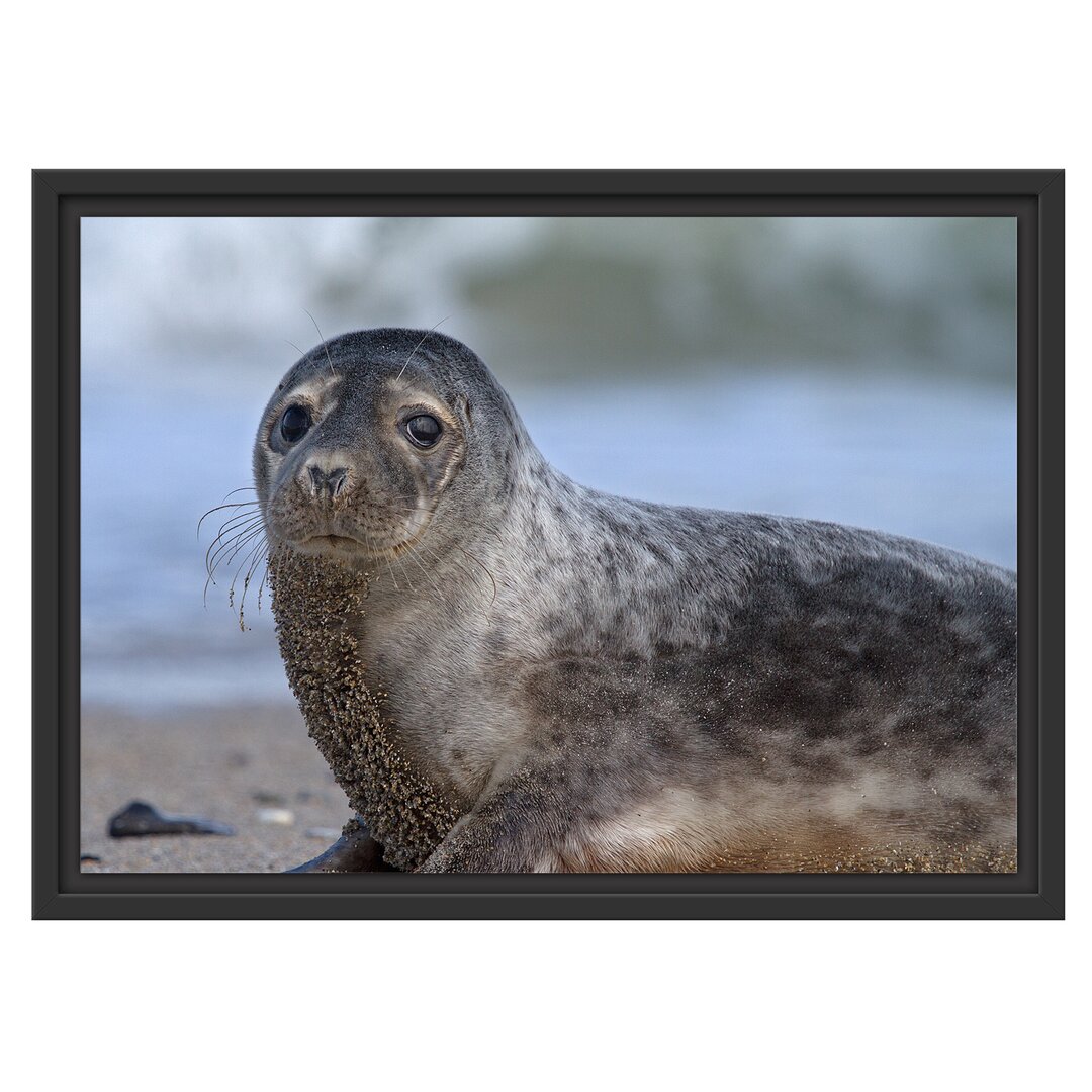 Gerahmtes Wandbild niedliche Robbe am Strand