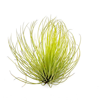 Air Plant Andreana 3"-4"