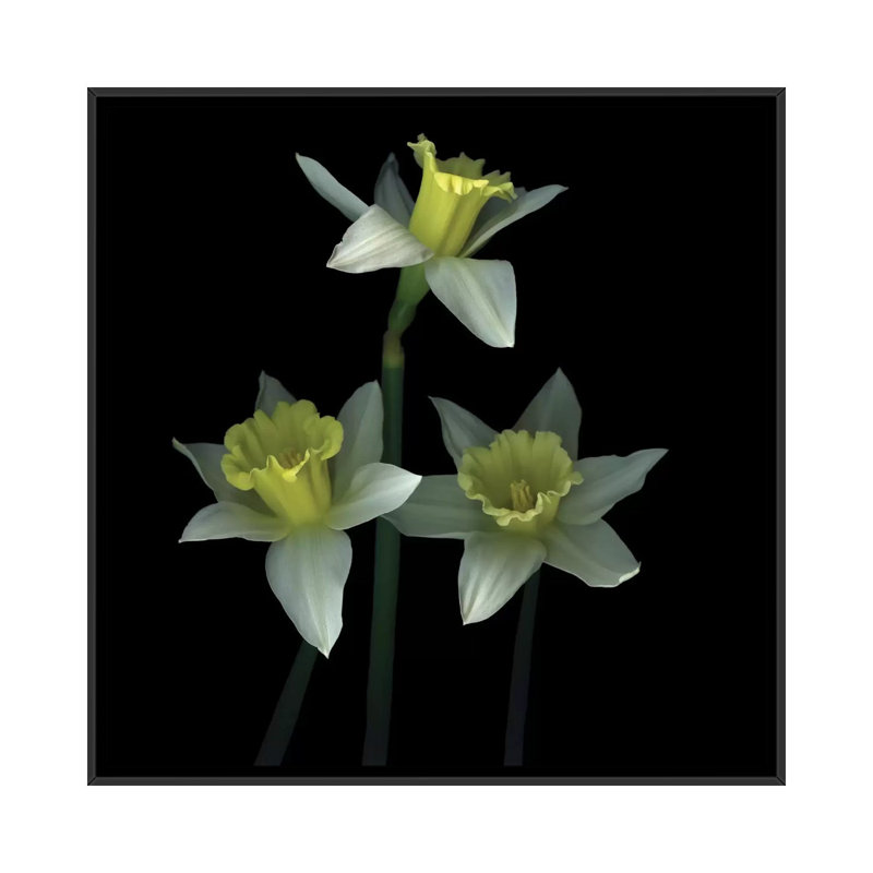 Trio des las trompetas, reproduction de photo sur toile tendue, H 37 po x l 37 po x P 1,5 po, Toile avec cadre noir