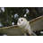 Barn Owl Flying Statue