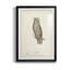 Scops - Eared Owl - reproduction de cadre photo-23335888-23335902