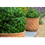 Vaughn Fiberglass Pot Planter-14486328