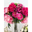 Grande et élégante pivoine rose / magenta