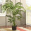 Areca Palm Tree in Pot-422536490