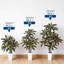 Arrangement-711665410