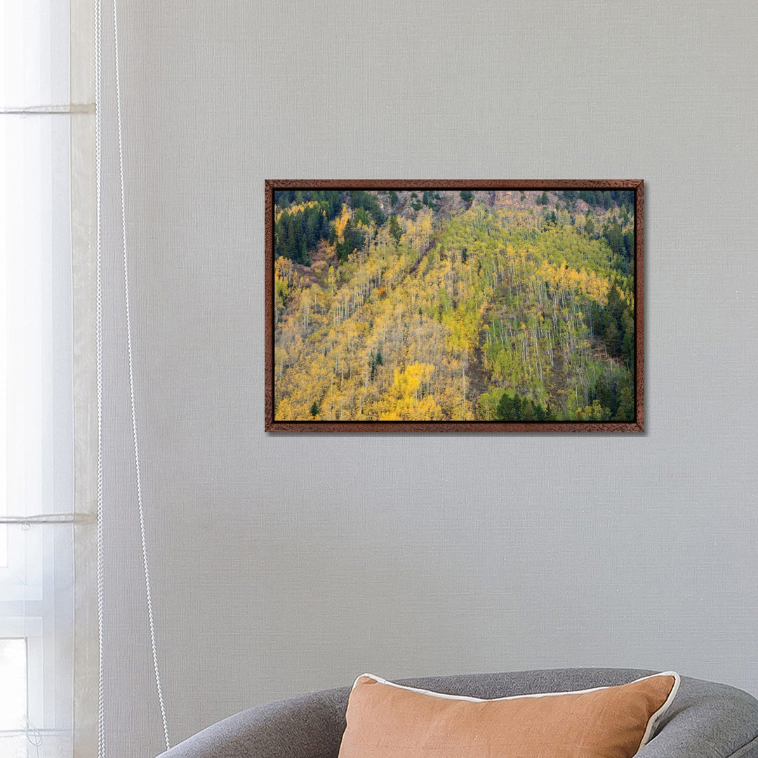 Aspens In Autumn von Bill Sherrell - Galerie-verpackte Leinwand Giclée auf Leinwand