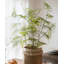 Plantes de la asparagus
