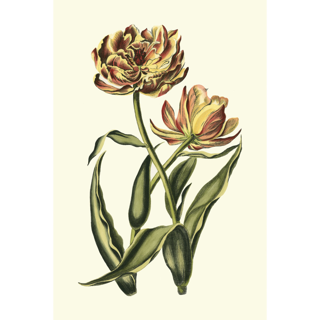 Leinwandbild Vintage Tulips IV von Vision Studio