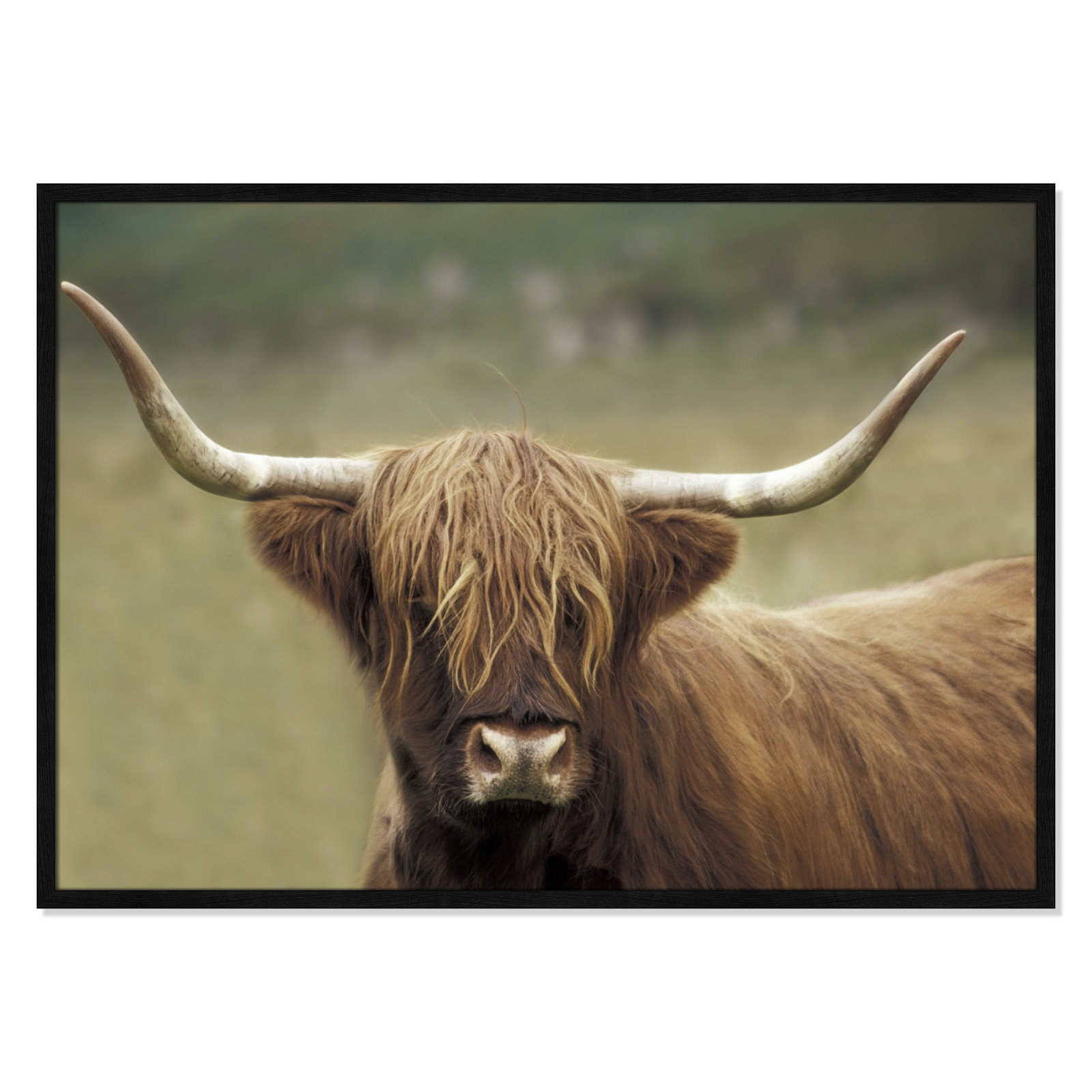 Highland Afternoon by Danita Delimont - Picture Frame Photograph, Black Wood Grain Framed, 29.5" H x 41.5" W x 0.75" D