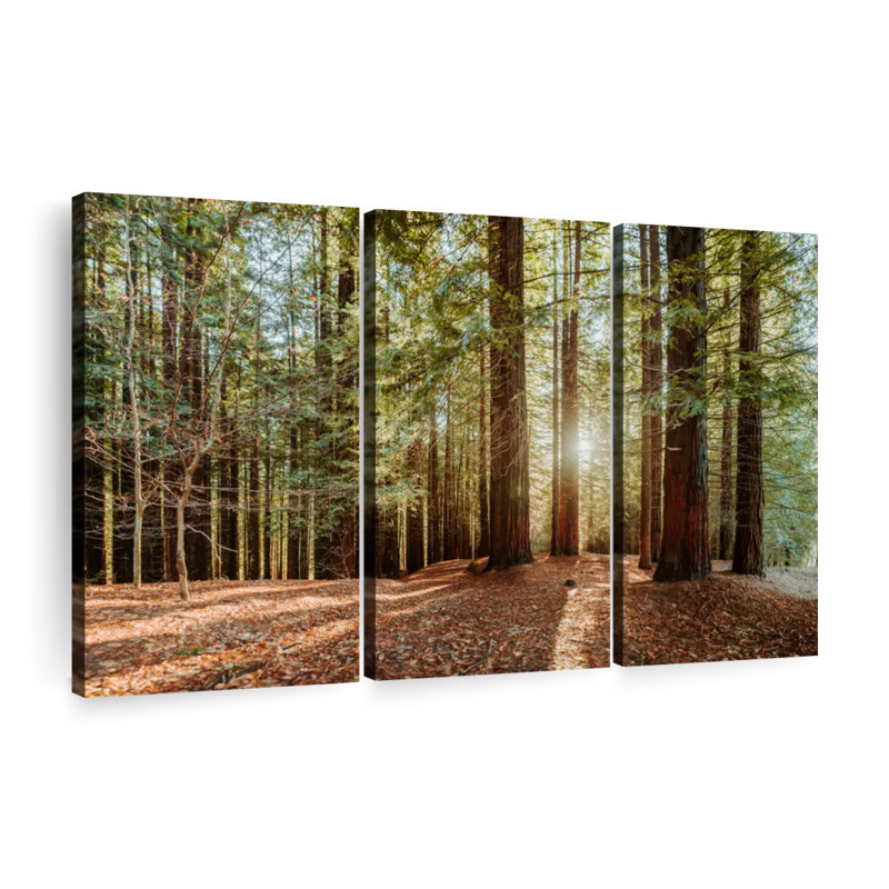 «Redwood with Sun Rays» sur toile, H 32 po x l 50 po x P 1,25 po