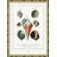Seashells Giclee Print