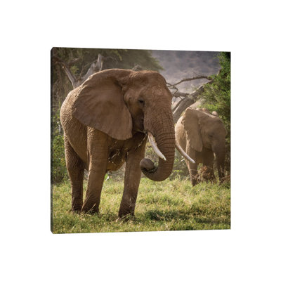 Africa, Kenya. African Elephants Feeding by Jaynes Gallery - Wrapped Canvas Print