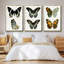 Ensemble de 3 papillons bleus antiques I encadrés sur toile-97759569-97759573