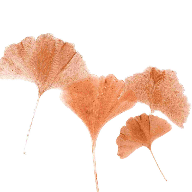 Gingko orange, H 12 po x l 12 po
