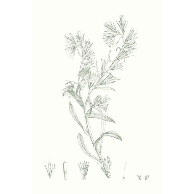 Étude botanique en sauge II, H 48 po x l 32 po