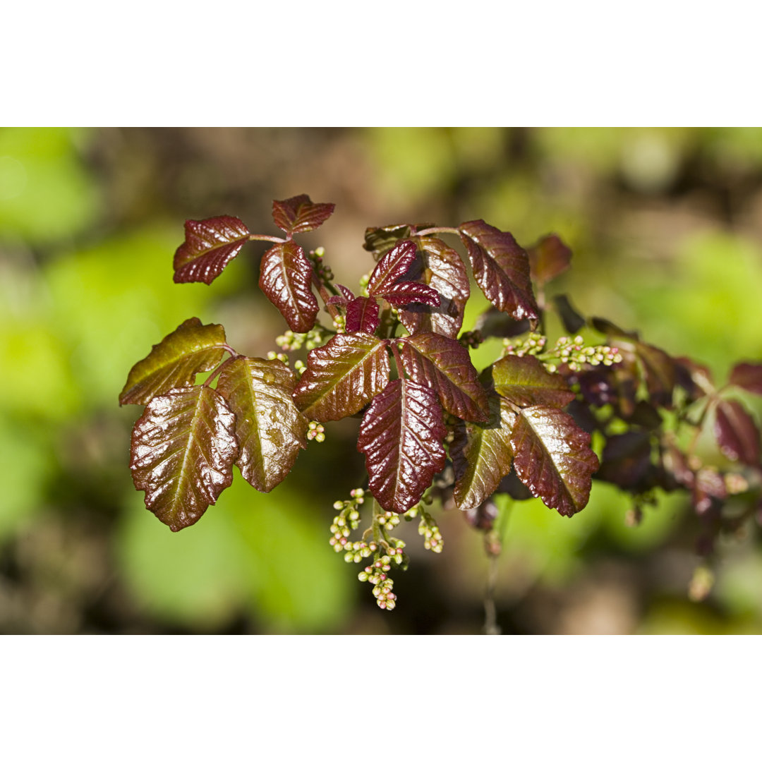 Poison Oak Leaves von Step2626 - Kunstdrucke auf Leinwand ohne Rahmen