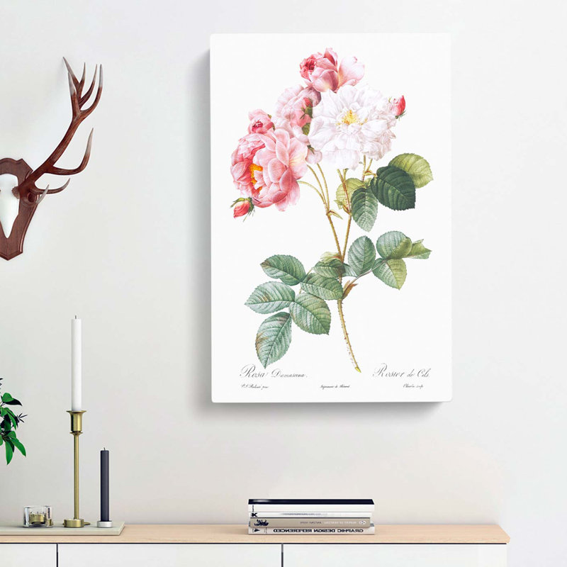 Damask Roses In Pink by John Audubon - Wrapped Canvas, 50cm H x 35cm W x 3cm D