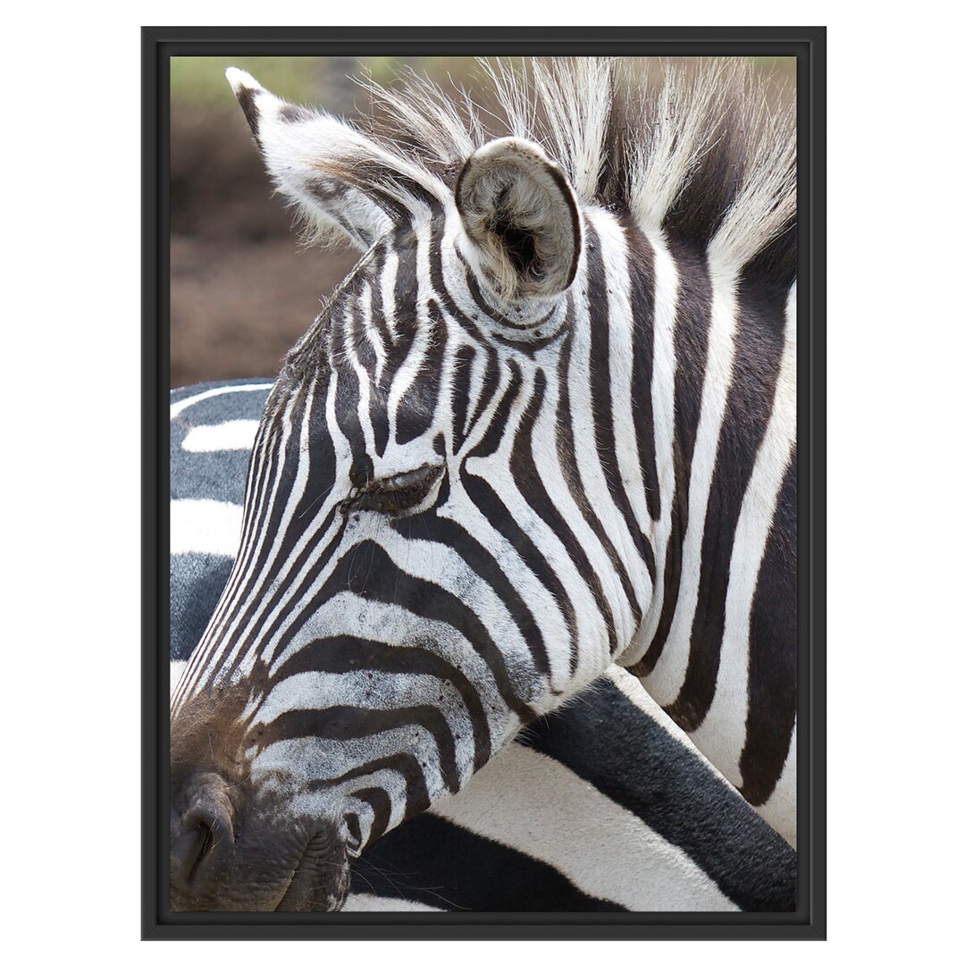 Gerahmtes Wandbild prächtiges Zebra