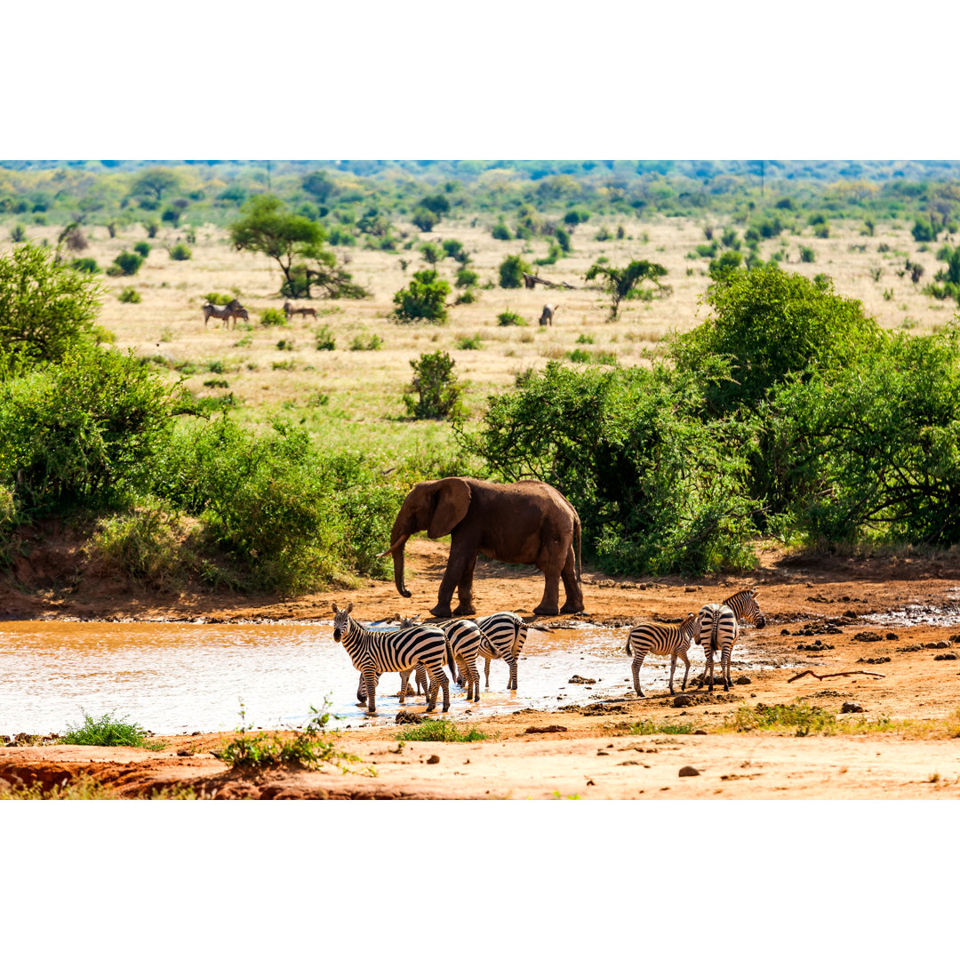 Elefant und Warzenschwein am See in der Savanne von 1001slide - Drucken