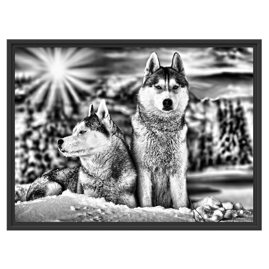 Gerahmtes Wandbild Zwei wilde Huskies