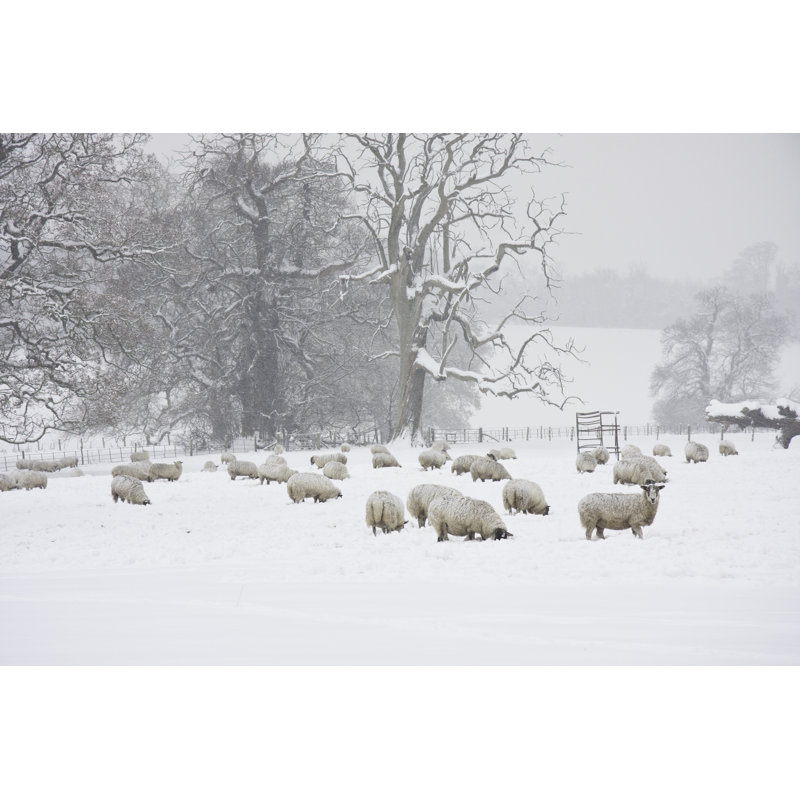 Sheep in the snow, 51cm H x 76cm W
