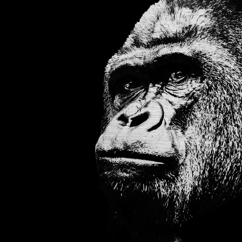 Gorilla - No Frame Print on Metal