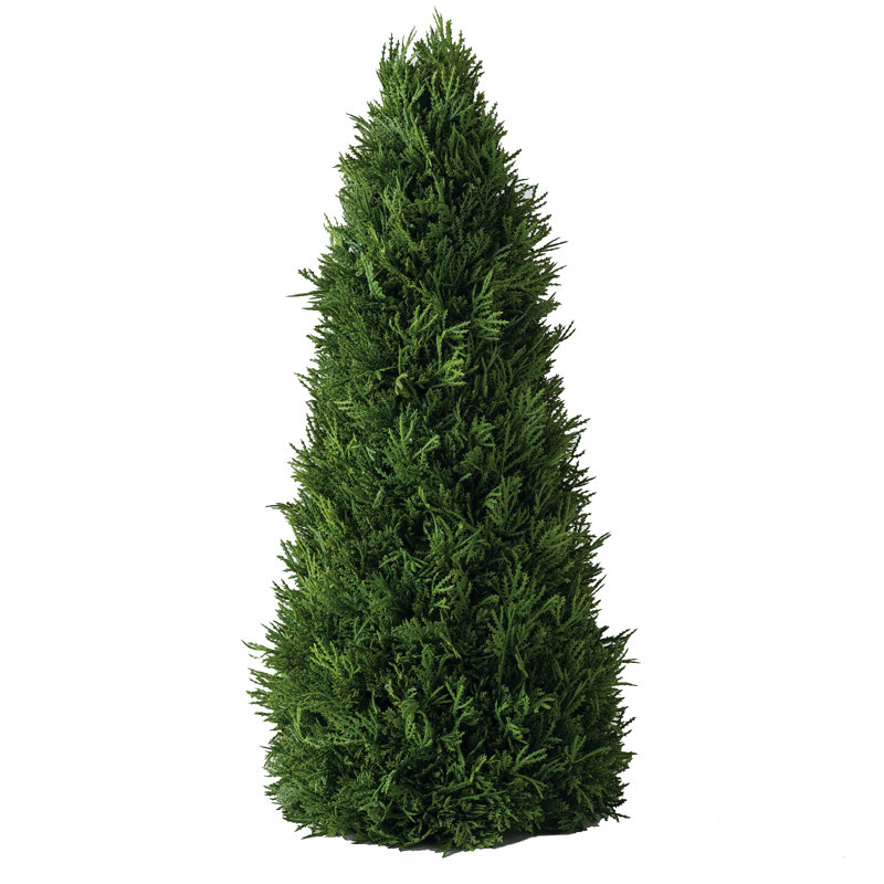 Cèdre de table et arbre pin