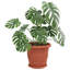 Round Flower Tray 24 Pcs Plastic-942248923-942248927