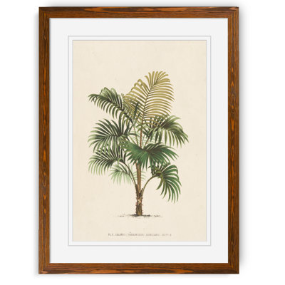 « palmierss iv » par paul cezanne-reproduction d’art sur image