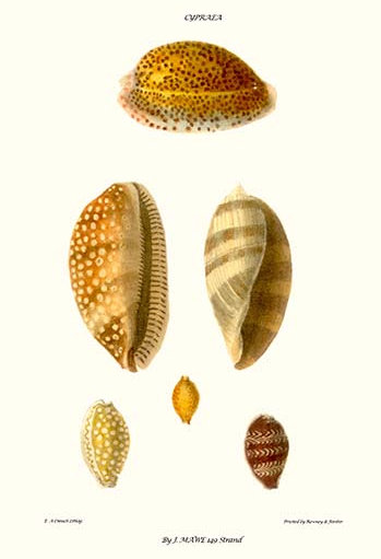 Coquillages cowrie-impression d’art graphique, H 66 po x l 44 po x P 1,5 po