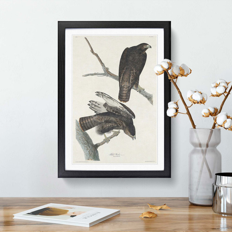 Two Hawks by John James Audubon - Picture Frame Painting Print, Black Framed, 36cm H x 27cm W x 2cm D
