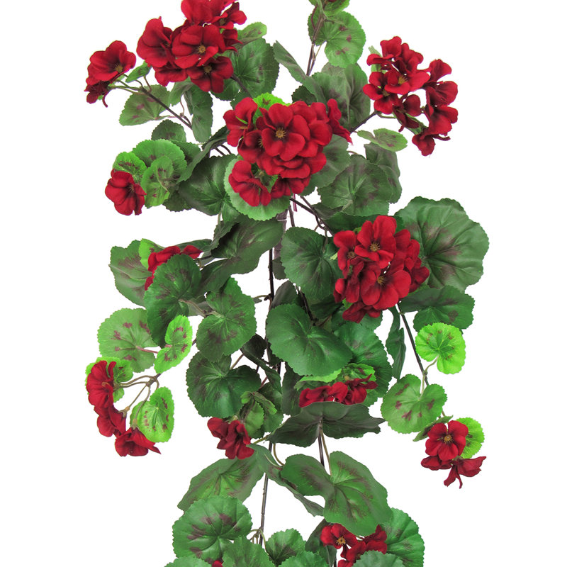 Buisson de géranium suspendu, Rouge / vert